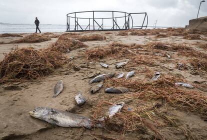 Estructura de una piscifactoría que ha sacado el mar a la playa del Perellonet de Valencia arrastrando centenares de peces muertos.