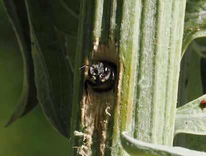Una abeja de la familia Megachilidae saliendo de su nido en un tallo floral de una alcachofa.