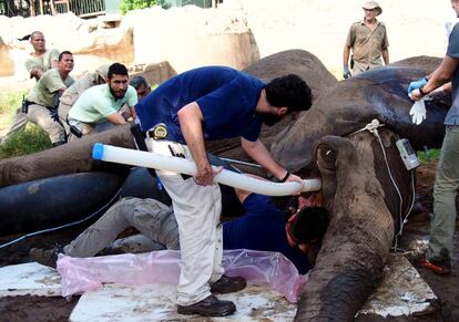 Veterinarios y personal del zool&oacute;gico intervienen el colmillo infectado de Tantor, el elefante de Barranquilla.