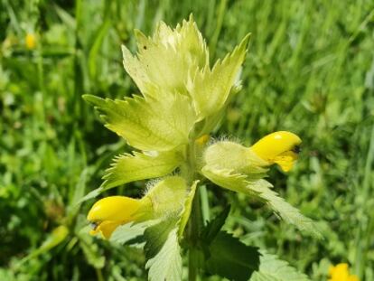 La rhinanthus alectorolophus es conocida como sonajero amarillo.