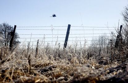 Una urraca vuela sobre una valla de alambre de púas en Babchin (Bielorrusia).