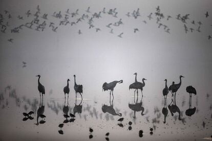 Una bandada de grullas en proceso de emigración en el Lago Hula en el norte de Israel. El valle de Hula es un punto de parada para los cientos de especies de aves a lo largo de su ruta migratoria entre los hemisferios norte y sur.