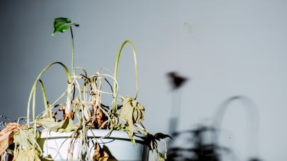 Cuando alguno de los parámetros de cultivo falla, es el momento de pensar en qué se podría hacer para mejorar la vida de esa planta.