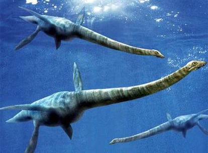 Un esqueleto fósil de este reptil marino fue descubierto por un equipo conjunto de investigadores argentinos y estadounidenses en el Cabo Lamb, sudoeste de la isla Vega, en el extremo norte de la Península Antártica