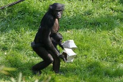 Un bonobo hembra con su cría transporta unos objetos.
