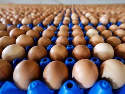 Producci&oacute;n de huevos de una granja en Putten, en Holanda.