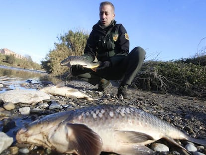 Peces agonizando este jueves en el Besòs.