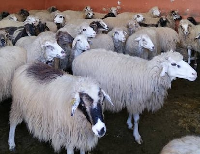 Ovejas canarias de El Cortijo de Caideros