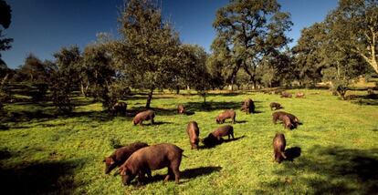 Una piara de cerdos ibéricos pastando en Jabugo, Huelva.