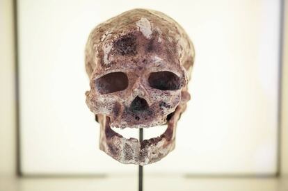 Cráneo de Homo antecessor hallado en Atapuerca.