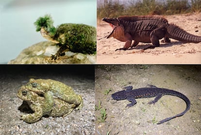 longevity of turtles and iguanas