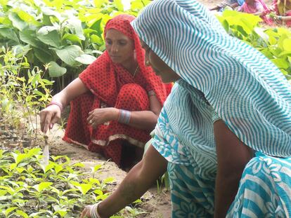 Agricultura ecológica para frenar la pobreza en la India