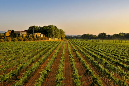 Viñedo de cabernet sauvignon de la finca Mas La Plana en Penedès.