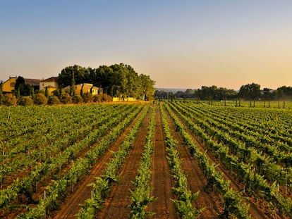 Viñedo de cabernet sauvignon de la finca Mas La Plana en Penedès.