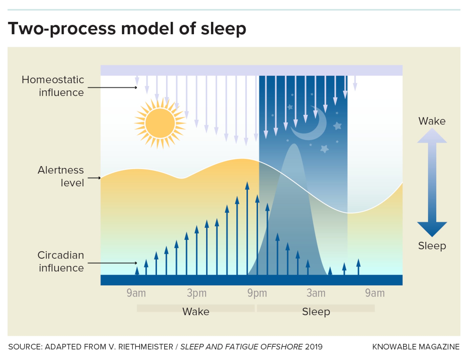 The ones who need little sleep | Science | EL PAÍS English