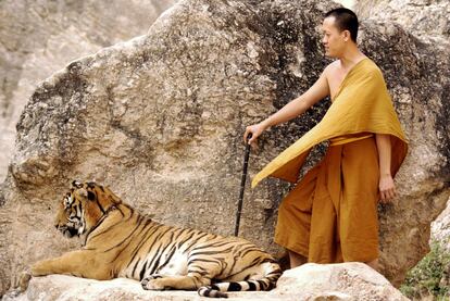 Un monje del polémico templo de los tigres de Kanchanaburi asegura que el suyo es un centro de rehabilitación de animales al que llegan heridos y en el que se les prepara para regresar al hábitat natural, aunque las ONG tachan el lugar de mero centro turístico en el que se comercia con el tigre.