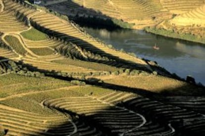 Terrazas de viñedos en Pinhao, en el valle del río Douro (Portugal).