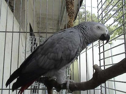 Un loro gris africano en un centro de recuperación de aves en Madrid.