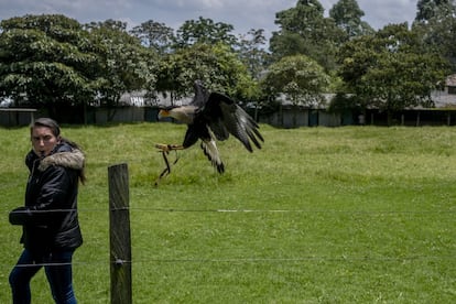 Un tigrillo improntado –que se considera a sí mismo humano y no animal–, búhos mancos, un loro que se arranca las plumas, un tucán con el pico roto, una lechuza sin ala... Estos, tras el maltrato recibido, ya no podrían sobrevivir en su hábitat natural. Por eso este rincón es la segunda oportunidad para ellos. El mensaje de esta expedición educativa por la biodiversidad colombiana es contundente: la fauna y la flora están en peligro (por culpa del humano). En la imagen, el ave caracara en un ejercicio de exhibición.