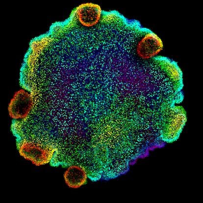 Imagen de un placozoo, obtenida con un microscopio confocal.