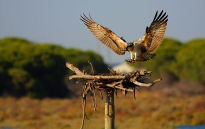 Ejemplar de águila pescadora en Andalucía.