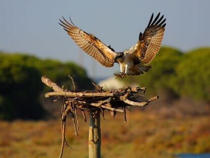 Ejemplar de &aacute;guila pescadora en Andaluc&iacute;a.