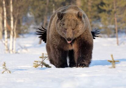 Zombaria. Esa Ringbom fez a foto em Kuhmo, uma região da Finlândia. O corvo está zombando do urso sem medo das consequências.