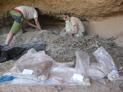 Sergio Couto y Sergio O. Pinedo clasifican parte de los contenidos de un nido histórico de quebrantahuesos. Foto de Sergio Couto.