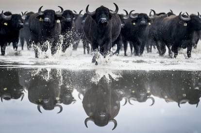 Una manada de unos 120 búfalos es conducida en el Parque Nacional Kiskunsag desde su hábitat de invierno en Szabadszallas hasta la granja de animales de Fulopszallas, 87 kms al sur de Budapest (Hungría).