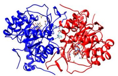 En esta estructura se muestra una proteína con dos partes o subunidades (representadas en azul y rojo). En el medio de estas se observa una de las moléculas que mejor 'bailó' con el sitio activo de esta proteína (circulo verde).