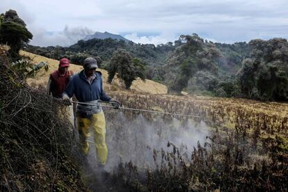 Agricultores de la zona del Irazú trabajan con normalidad pese a la actividad "intermitente" de emanación de gases y ceniza del volcán Turrialba, ubicado en el centro de Costa Rica.