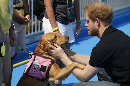 En esta imagen, Harry acaricia a un perro entrenado para ayudar a personas con condiciones de salud complicadas. En diciembre de 2015, Harry lanzó un mensaje condenando el asesinato masivo de elefantes en Sudáfrica.