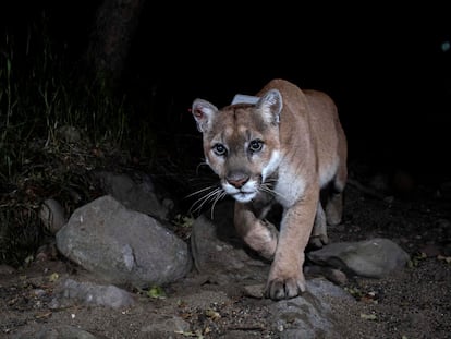 P-22 en una de las múltiples capturas de las cámaras remotas que le seguían su paso por las colinas de Los Ángeles