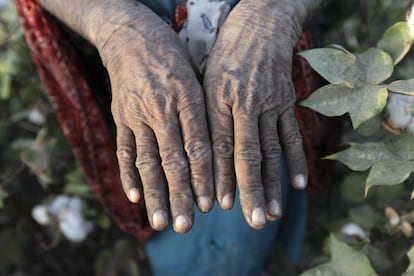 Una mujer colectora de algodón muestra sus manos castigadas por la labor diaria en los campos cercanos a Meeran Pur, pueblo al norte de Karachi, el pasado 25 de septiembre de 2014.