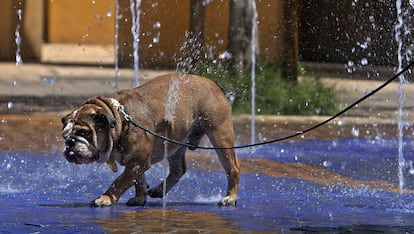 Un perro se moja en una fuente de Sevilla. La capital andaluza ha registrado una máxima de 36 grados en el primer día de julio.