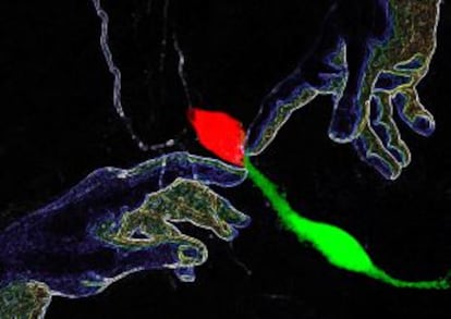 Una célula madre neural (en verde) interacciona con una célula de su microambiente en una unión en la que participa la molécula N-cadherina