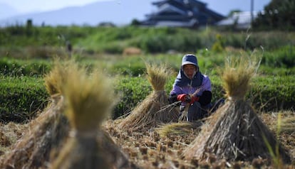 Una granjera recoge arroz en unos cultivos de la ciudad japonesa de Oita el 14 de octubre de 2019. 