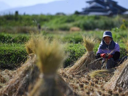 Una granjera recoge arroz en unos cultivos de la ciudad japonesa de Oita el 14 de octubre de 2019. 