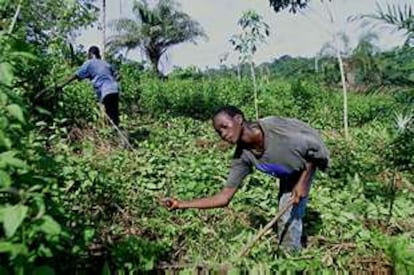 Abrou Lanidjan (un niño trabajador de entre 11 y 13 años)  trabaja con otro joven en una plantación de cacao de Costa de Marfil.