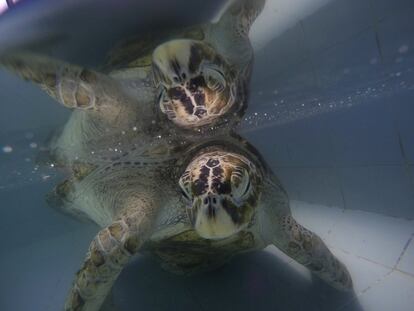 La tortuga Omsin descansa tras la operación en una piscina del Centro de Conservación de Tortugas Marinas en la provincia de Chonburi (Tailandia).