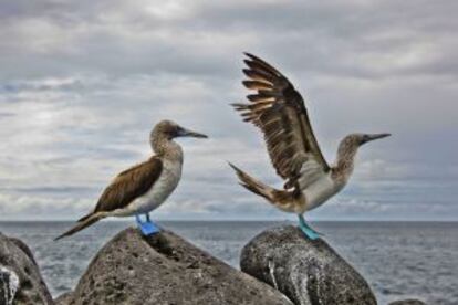 Dos piqueros patiazules o alcatraces patiazules ('sula nebouxii') en las islas Galápagos.