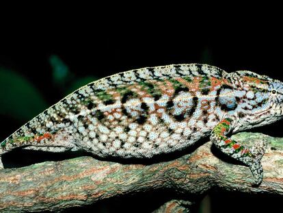 El lagarto<i> Furcifer lateralis </i>vive en Madagascar, una zona de alto riesgo de extinción.