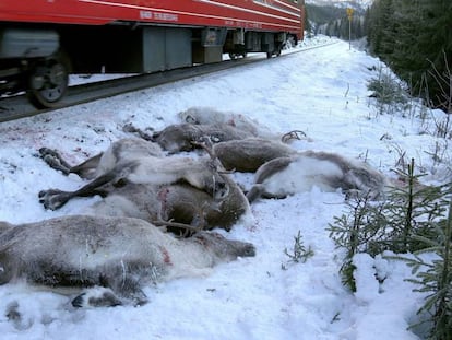 Renos muertos tras ser atropellados por un tren en Noruega.