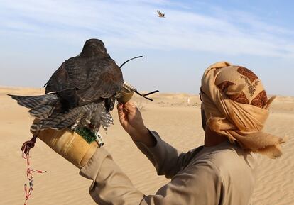 An Emirati man releases a hunting falcon at the al-Marzoon Hunting reserve, 60 Kilometres south of Madinat Zayed, in the United Arab Emirates on February 1, 2016.  / AFP / KARIM SAHIB