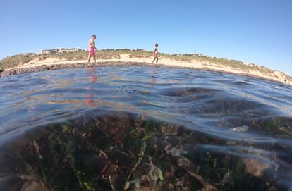 Posidonia en la playa del Carabassí, en Elche (Alicante).