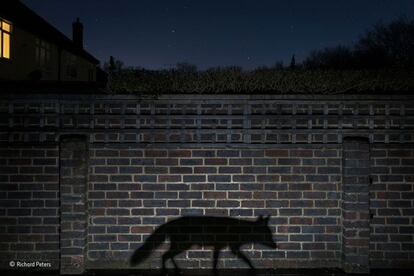 Richard Peters encendió una antorcha en su jardín una noche. Un zorro, asustado, pasó trotando y la sombra se proyectó en el muro. Con la imagen, el británico Peters ha ganado el premio Wildlife Photographer of the Year 2015 en la categoría urbana.