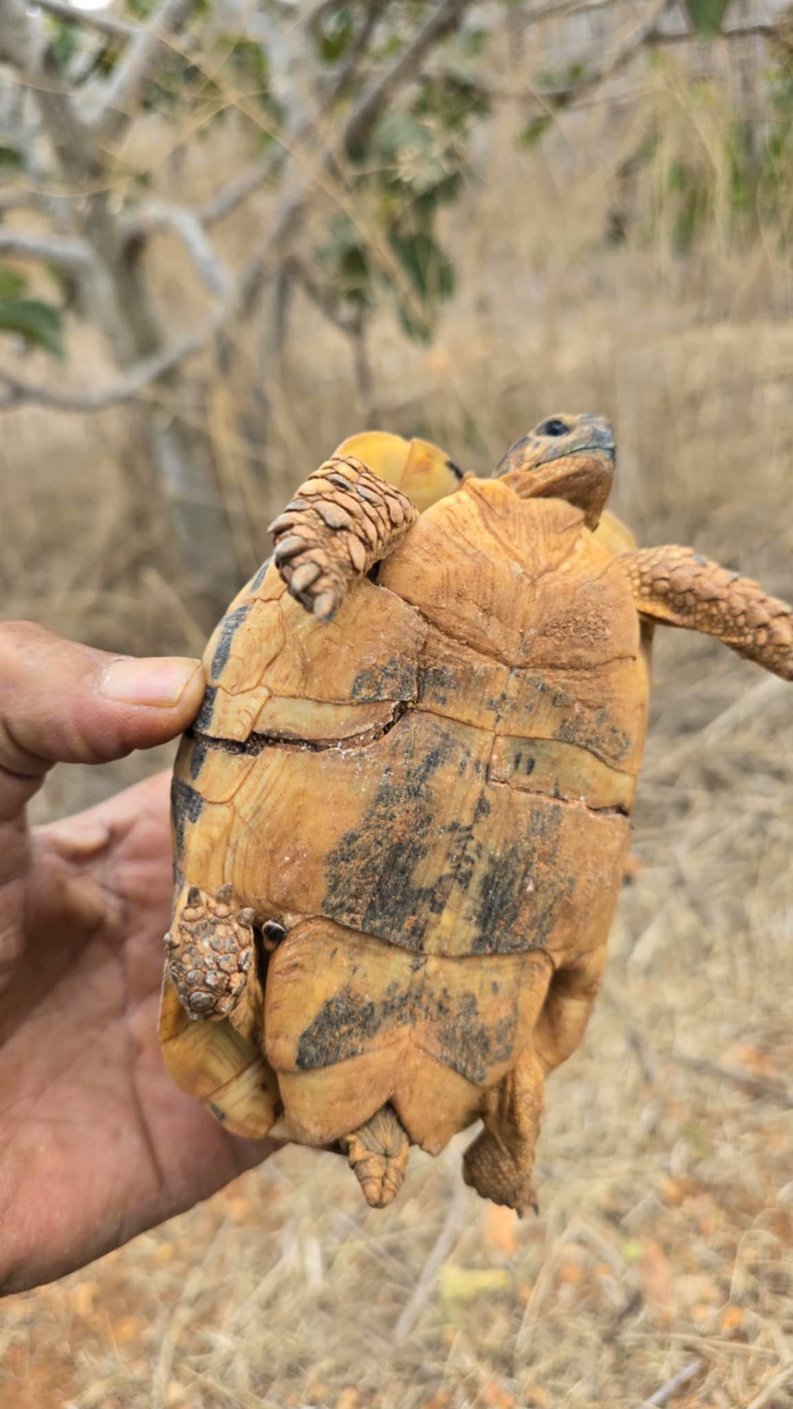 Ali al Saadi recogió en agosto de 2025 esta tortuga en su granja en Shahat, después de que un cuervo se la llevara y la lanzara desde arriba. La grieta en su caparazón es claramente visible.