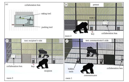 Diseño esquemático de cómo funciona el experimento con la caja de colaboración (collaboration box) en los barrotes que comparten ambos chimpancés.