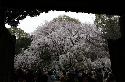 El "hanami", con el que tradicionalmente se celebraba la cosecha de Año Nuevo y el comienzo de la época de la siembre del arroz, era originalmente una práctica limitada a la nobleza japonesa, que se popularizó en el período Edo (1603-1867) y trajo consigo una reinvención del fenómeno. En la imagen, visitantes contemplan el florecimiento de un cerezo en un parque de Tokio.