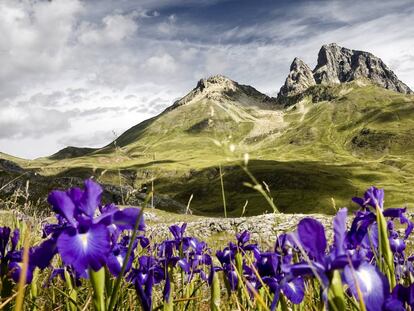 Una pradera de los Pirineos cubierta de lirios azules (‘Iris latifolia’), especie endémica de la Península.